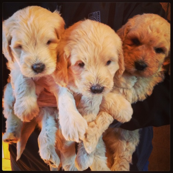 Mini Goldendoodle Pups